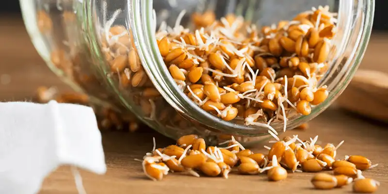 ]جوانه گندم برای تولید سوهان گزی