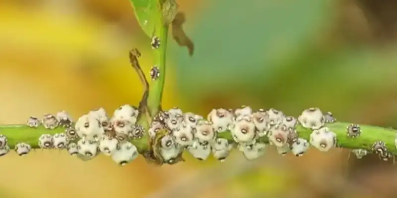 بررسی خواص انگبین در گز عسلک